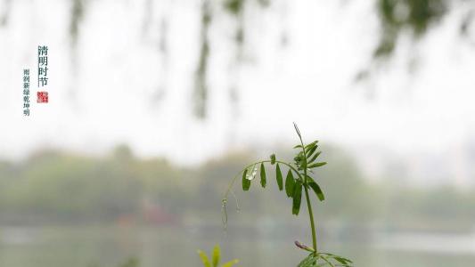 清明节唯美图文高清桌面壁纸第1张