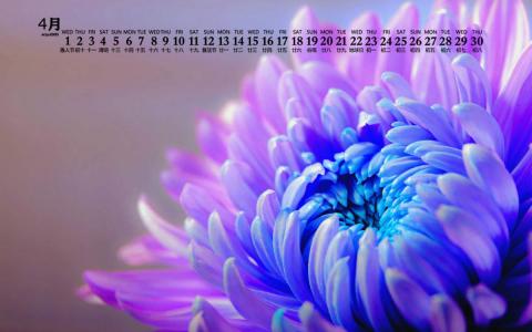 2020年4月唯美菊花图片日历壁纸第2张