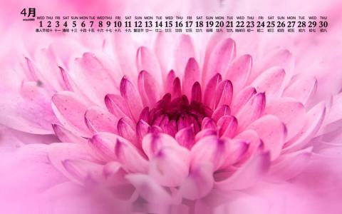 2020年4月唯美菊花图片日历壁纸第3张
