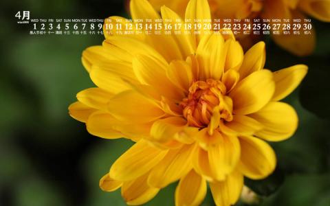 2020年4月唯美菊花图片日历壁纸第4张