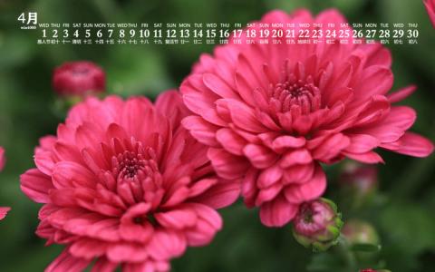2020年4月唯美菊花图片日历壁纸第5张