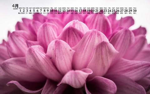 2020年4月唯美菊花图片日历壁纸第6张