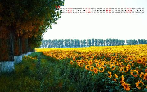 2020年4月向日葵美景图片日历壁纸第0张
