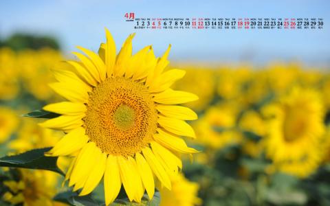 2020年4月向日葵美景图片日历壁纸第1张
