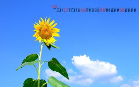 2020年4月向日葵美景图片日历壁纸第2张