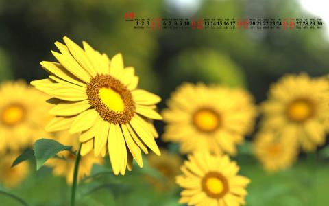 2020年4月向日葵美景图片日历壁纸第3张