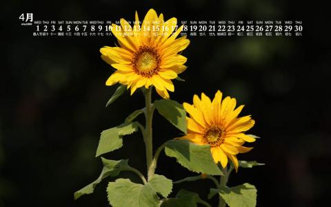 2020年4月向日葵美景图片日历壁纸第4张