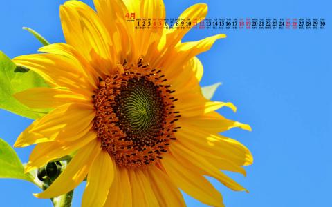 2020年4月向日葵美景图片日历壁纸第5张