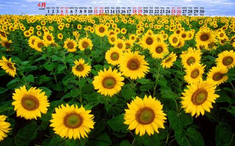 2020年4月向日葵美景图片日历壁纸第6张