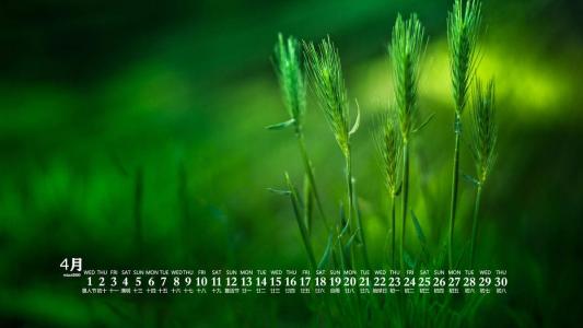 唯美清新绿色植物花卉高清摄影素材图片欣赏第0张