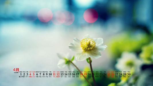 唯美清新绿色植物花卉高清摄影素材图片欣赏第2张