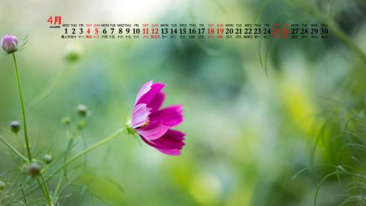 唯美清新绿色植物花卉高清摄影素材图片欣赏第3张