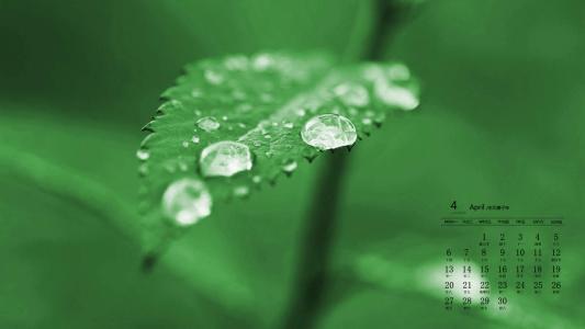 绿色植物图片 _ 第(2)张