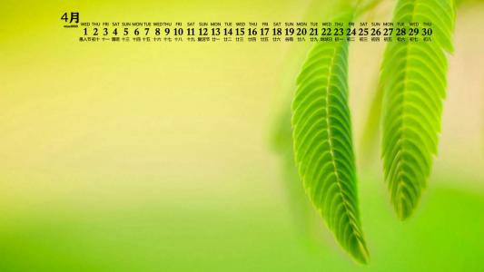 绿色植物图片 _ 第(4)张
