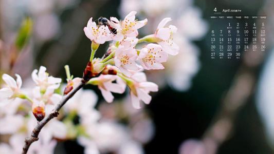 樱花图片 _ 第(3)张