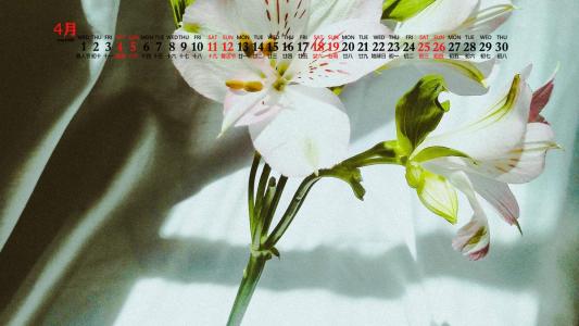 樱花图片 _ 第(4)张