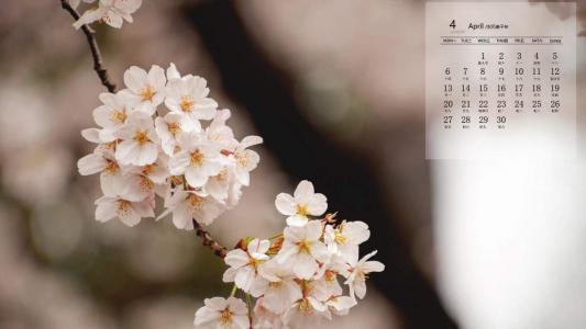 樱花图片 _ 第(5)张