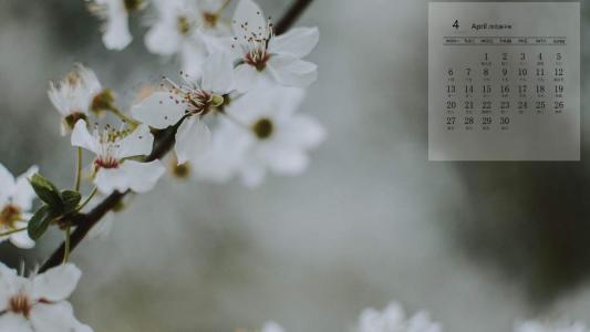 樱花图片 _ 第(9)张
