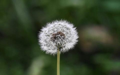 蒲公英图片 _ 第(8)张