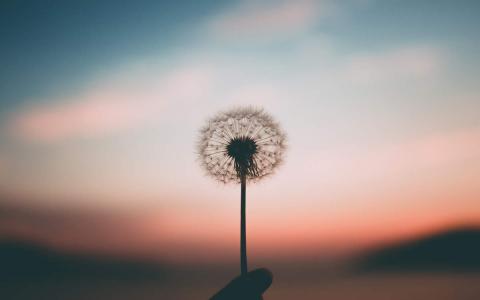 蒲公英图片 _ 第(12)张