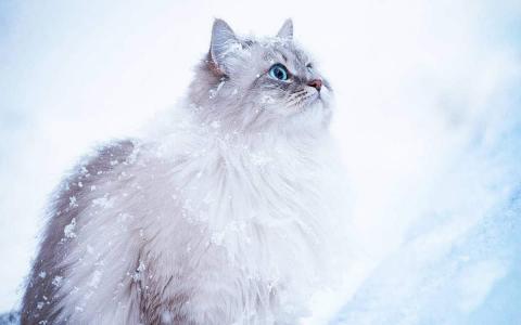 可爱软萌猫咪桌面壁纸第4张