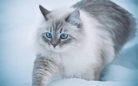 可爱软萌猫咪桌面壁纸第5张