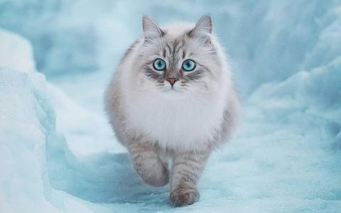 可爱软萌猫咪桌面壁纸第6张