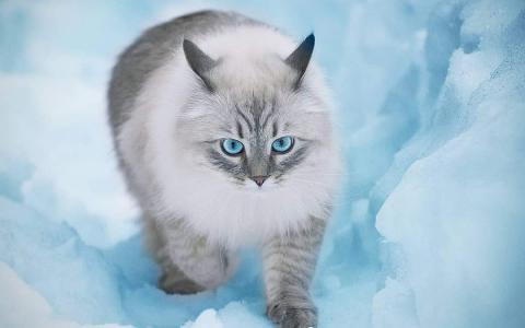 猫桌面图片 _ 第(8)张
