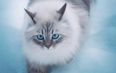 猫桌面图片 _ 第(9)张
