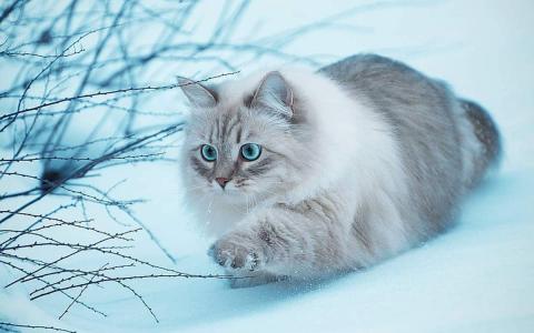 猫桌面图片 _ 第(10)张