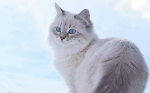 猫桌面图片 _ 第(11)张