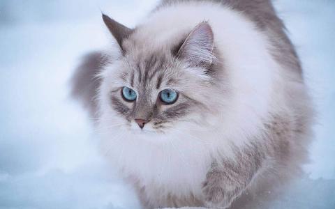 猫桌面图片 _ 第(12)张