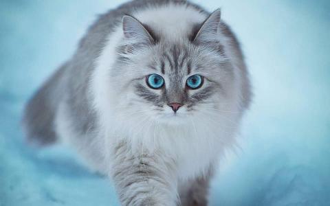 猫桌面图片 _ 第(13)张