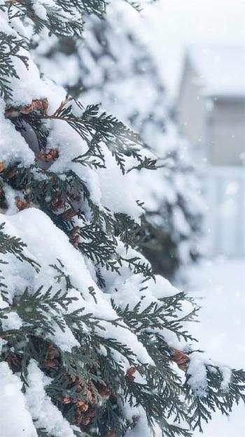 唯美冬日雪景图片手机壁纸第6张