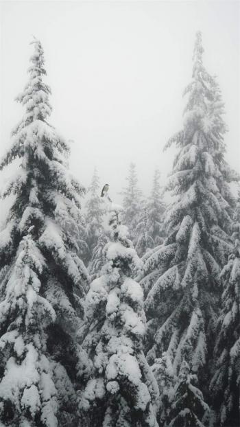 冬日雪景图片 _ 第(8)张