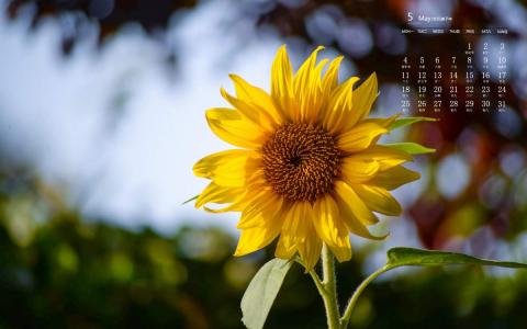 向日葵图片 _ 第(6)张