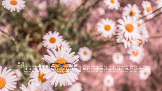 2020年5月小雏菊花卉图片日历壁纸第2张