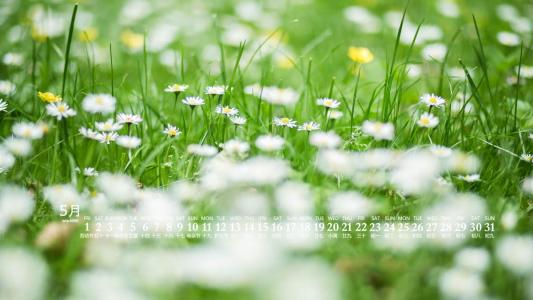 2020年5月小雏菊花卉图片日历壁纸第3张