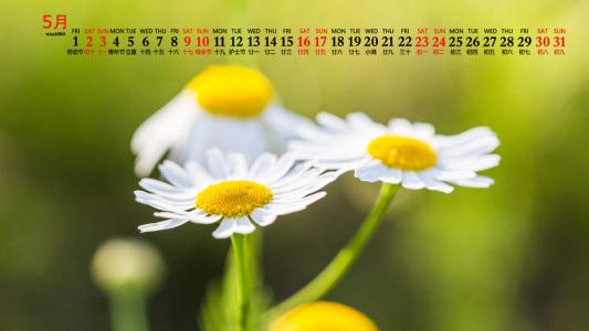 2020年5月小雏菊花卉图片日历壁纸第5张