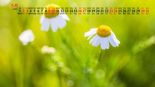 2020年5月小雏菊花卉图片日历壁纸第6张