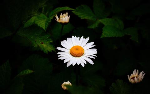 清新淡雅图片 _ 第(2)张