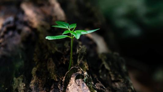 清新素雅的桂花图片桌面壁纸第4张