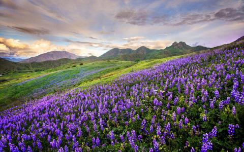 大自然唯美风景图片手机壁纸第3张