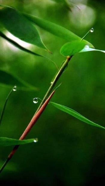 护眼图片 _ 第(9)张