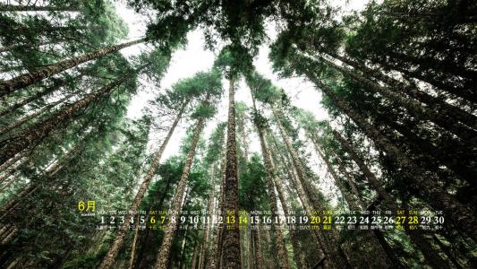 绿色护眼树叶高清桌面壁纸第6张