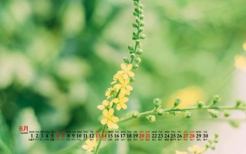 唯美清新绿色植物花卉高清摄影素材图片欣赏第1张