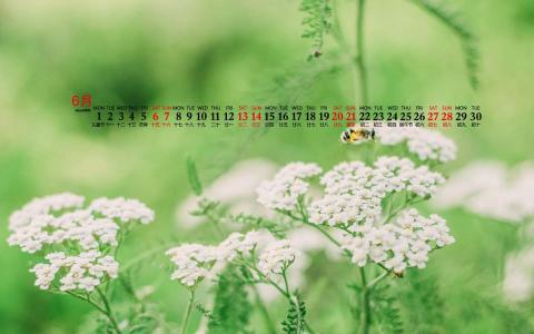 唯美清新绿色植物花卉高清摄影素材图片欣赏第3张