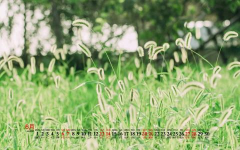 唯美清新绿色植物花卉高清摄影素材图片欣赏第4张
