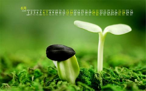 嫩芽第6张