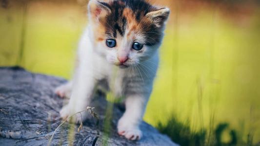 90后性感小猫咪写真第2张